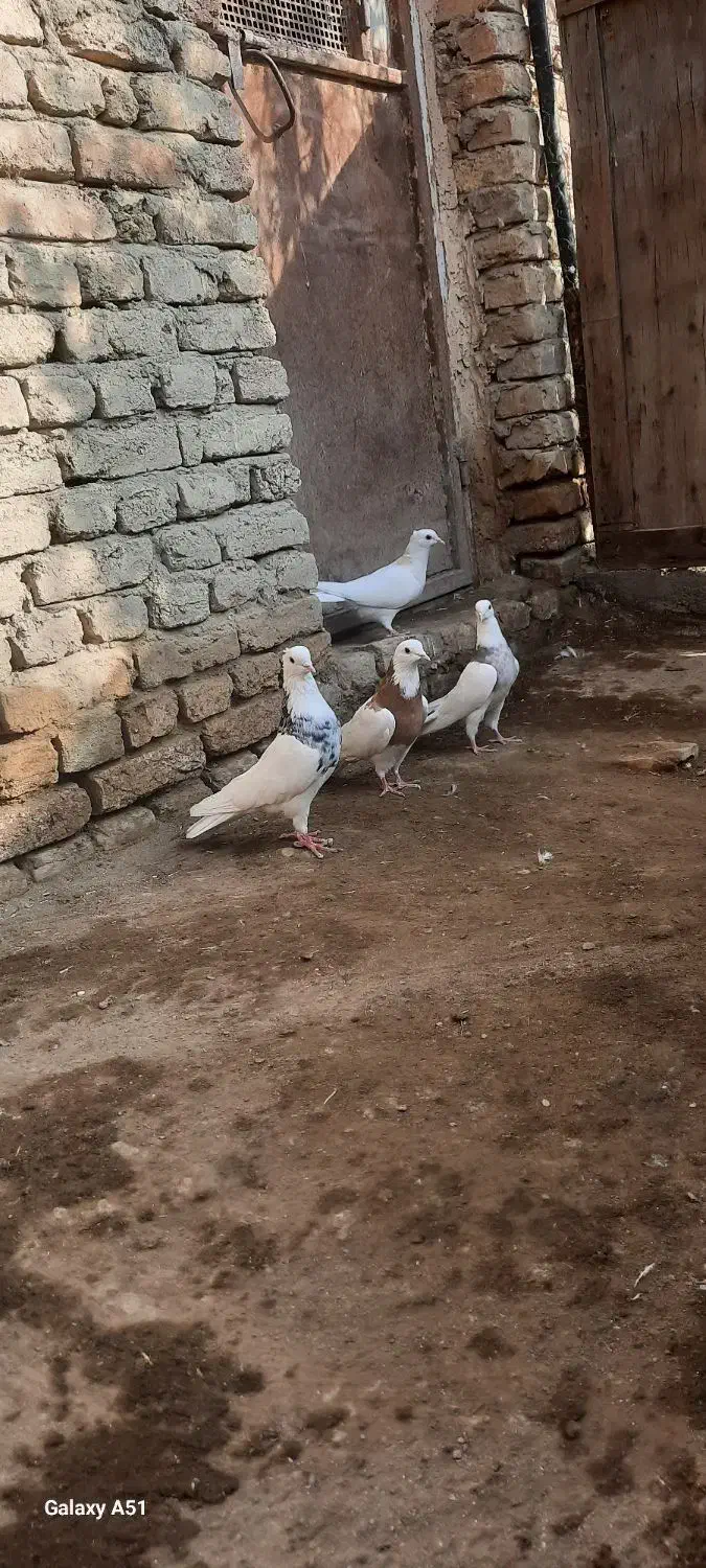 کفتر طوقی|پرنده|کبودرآهنگ, |دیوار