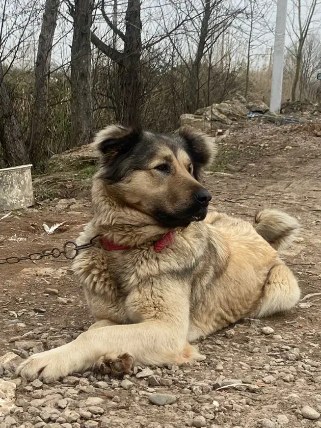 سگ سرابی|سگ|رشت, معلم|دیوار