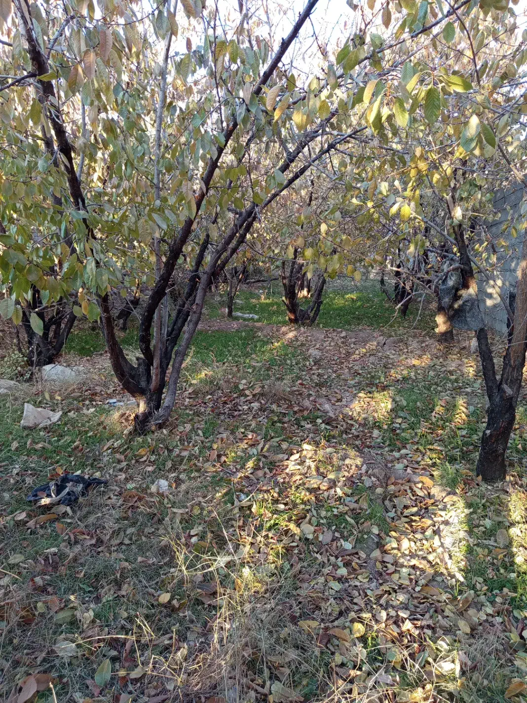 زمین ماهان سکنج|فروش زمین و ملک کلنگی|ماهان, |دیوار