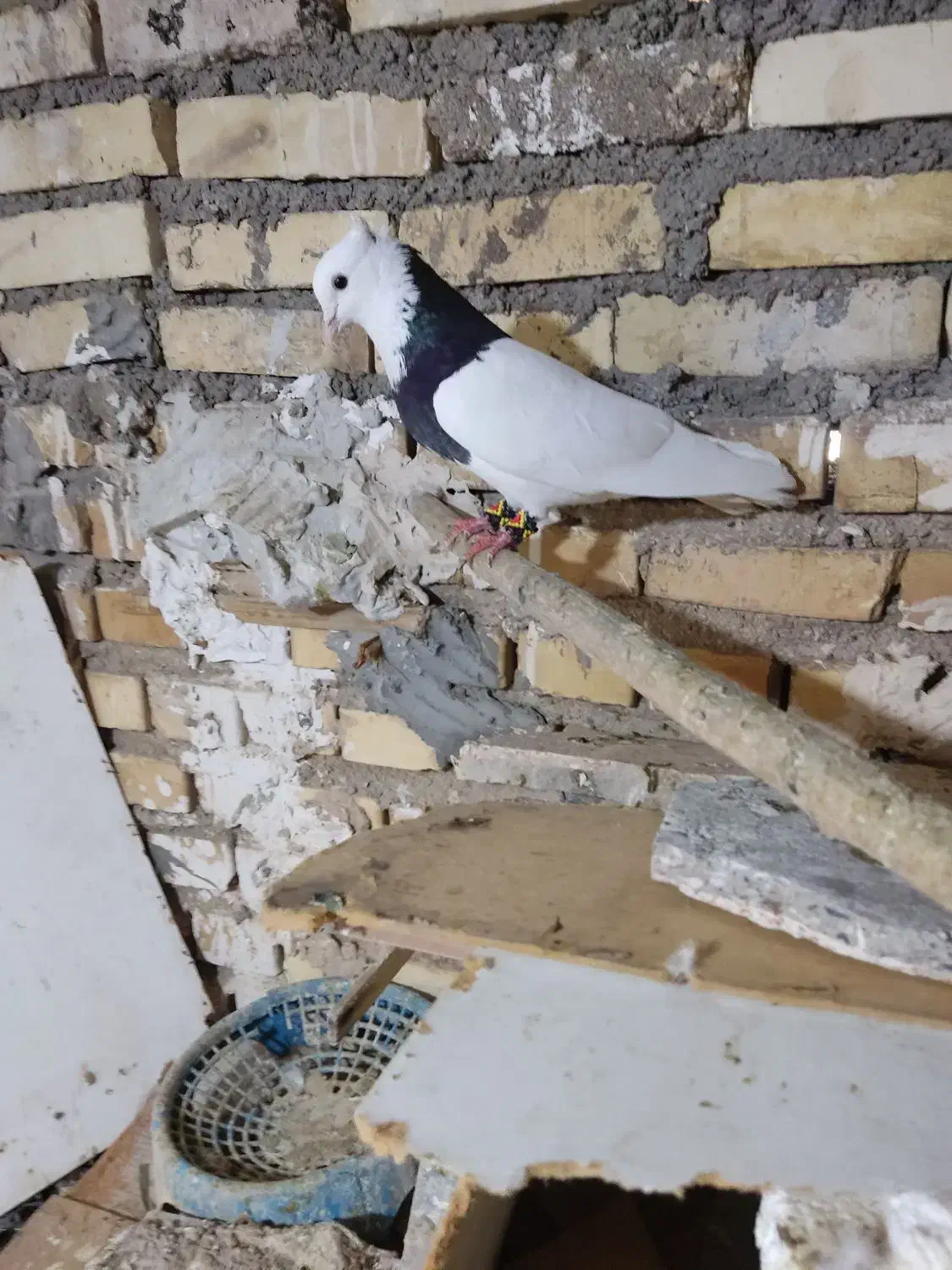 پرنده|پرنده|خرمشهر, |دیوار