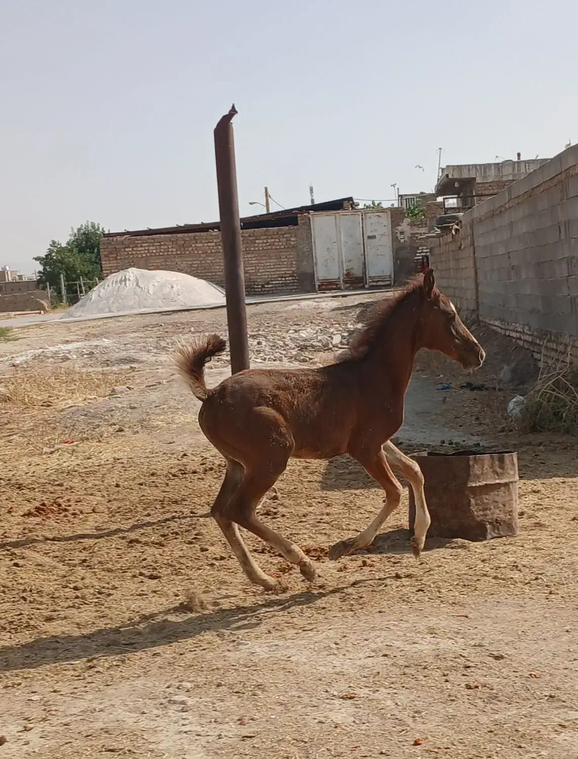 اسب|اسب و تجهیزات اسب‌سواری|مرودشت, کناره|دیوار