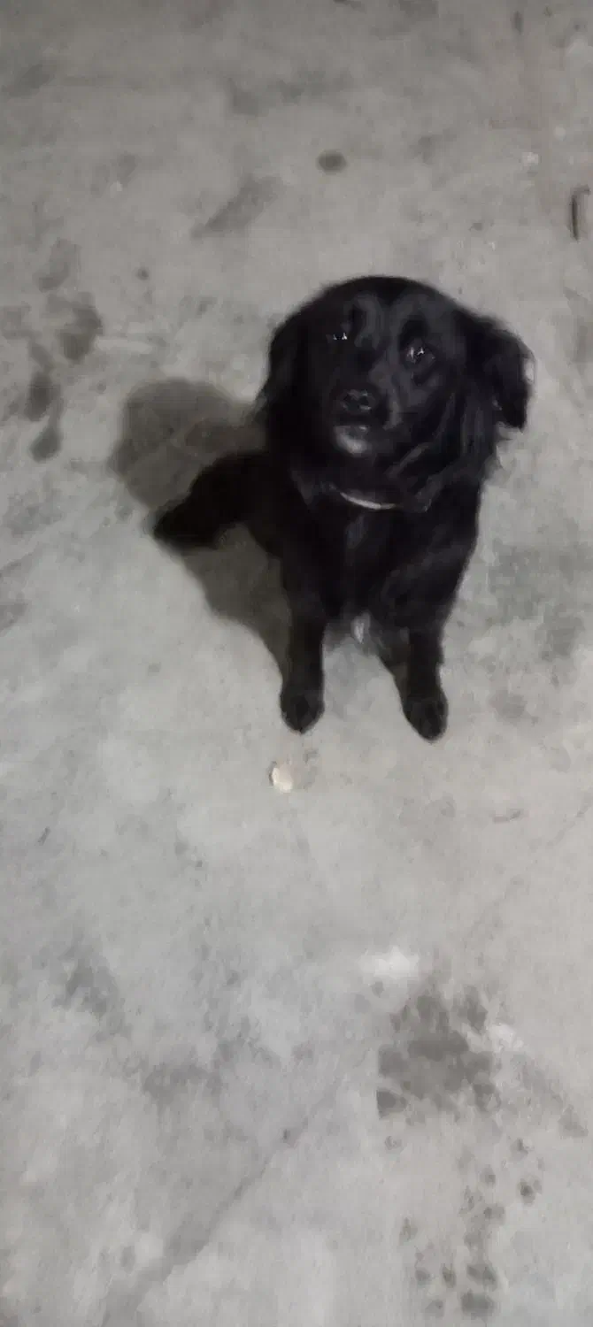 گم‌شده|حیوانات|گرگان, |دیوار