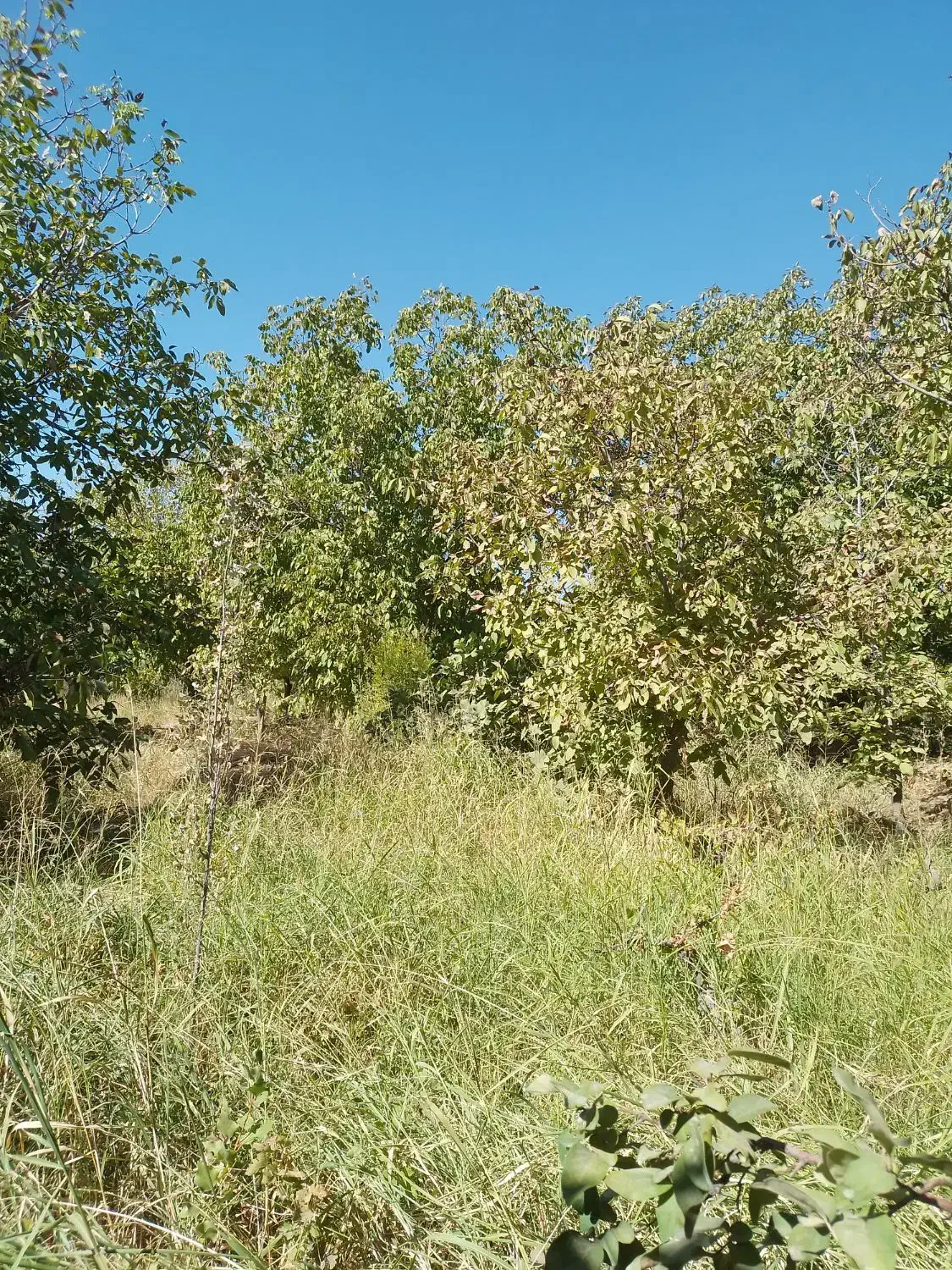 فروش باغ در شهر دالاهو|فروش زمین و ملک کلنگی|اسلامآباد غرب, |دیوار