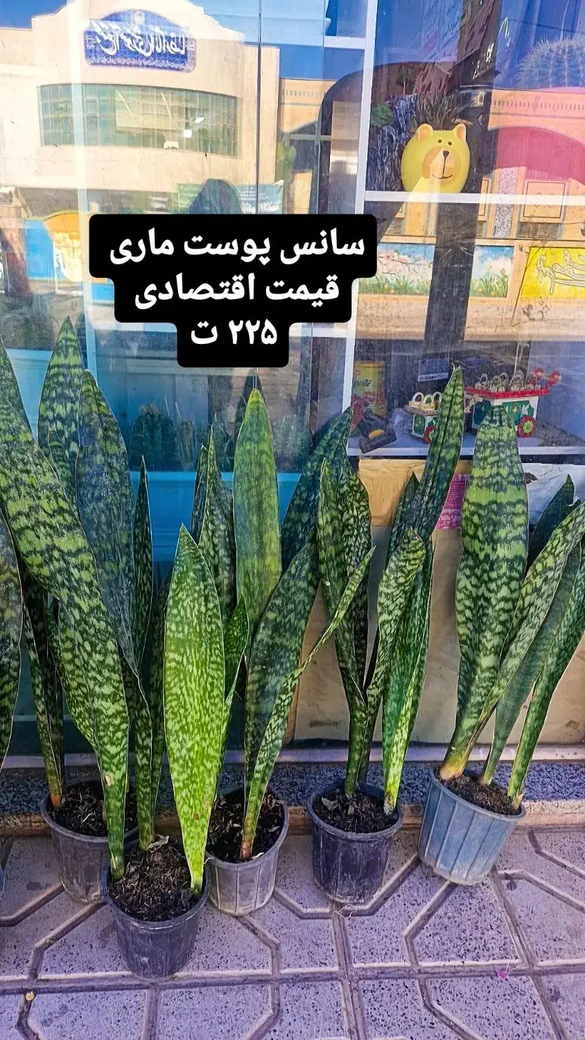 سانس پوست ماری|گل و گیاه طبیعی|بیرجند, |دیوار