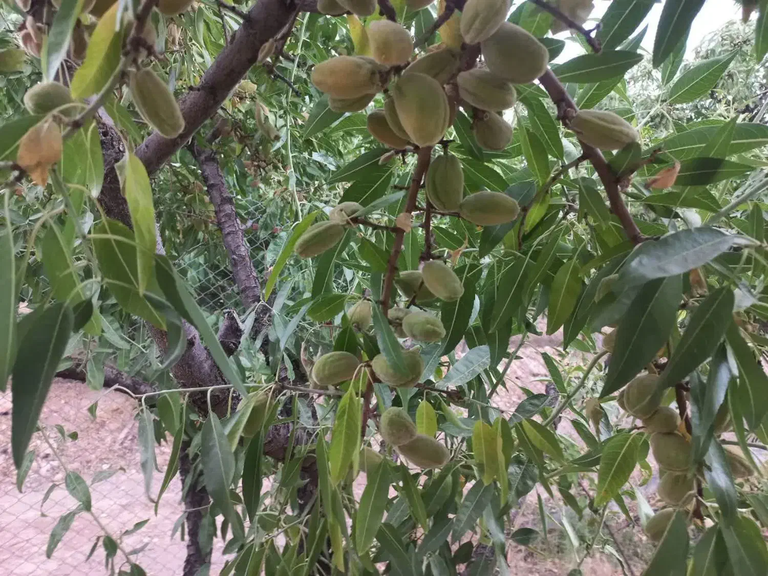 فروش طرح بادامستان|فروش دفتر صنعتی، کشاورزی، تجاری|سامان, |دیوار