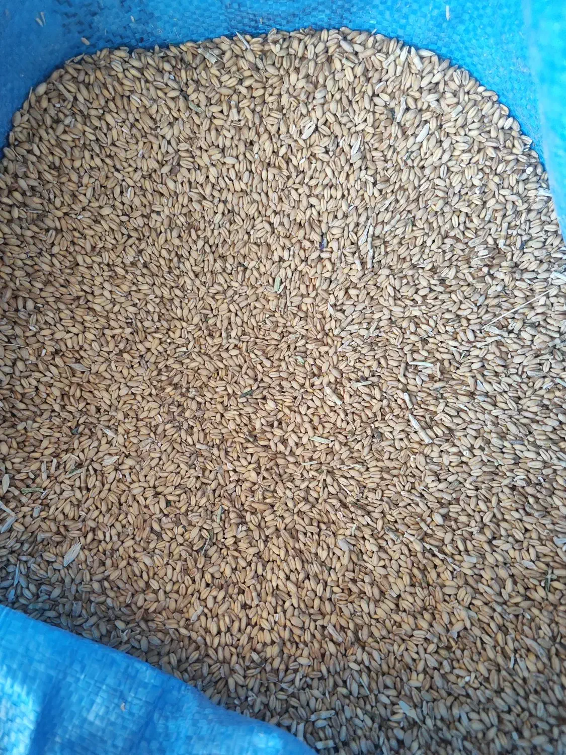 گندم محلی|عمده‌فروشی|خوسف, |دیوار