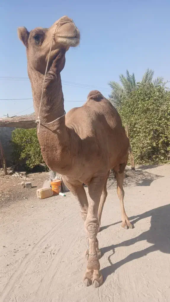 شتر نر محلی مخصوص داشت|حیوانات مزرعه|تخت, |دیوار