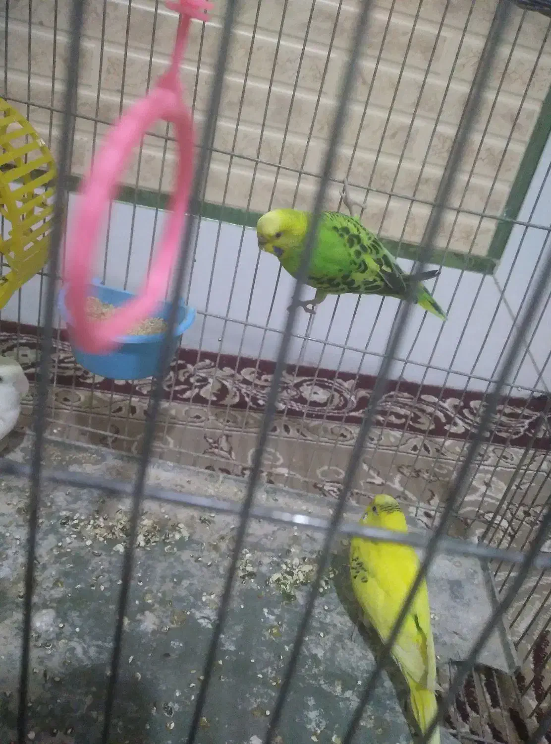 دو مرغ عشق ویک کوتوله برزیلی|پرنده|قنوات, |دیوار