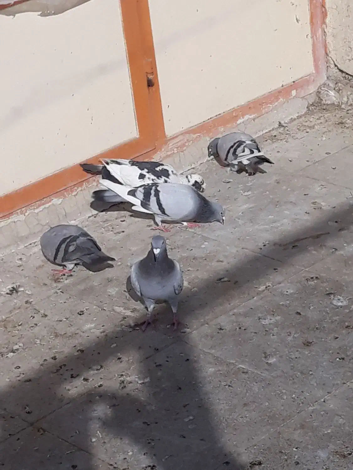 تعداد ۶ کبوتر پلاکی|پرنده|کهریزک, |دیوار