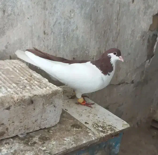 پرشی بشرط چاقو|پرنده|قزوین, |دیوار