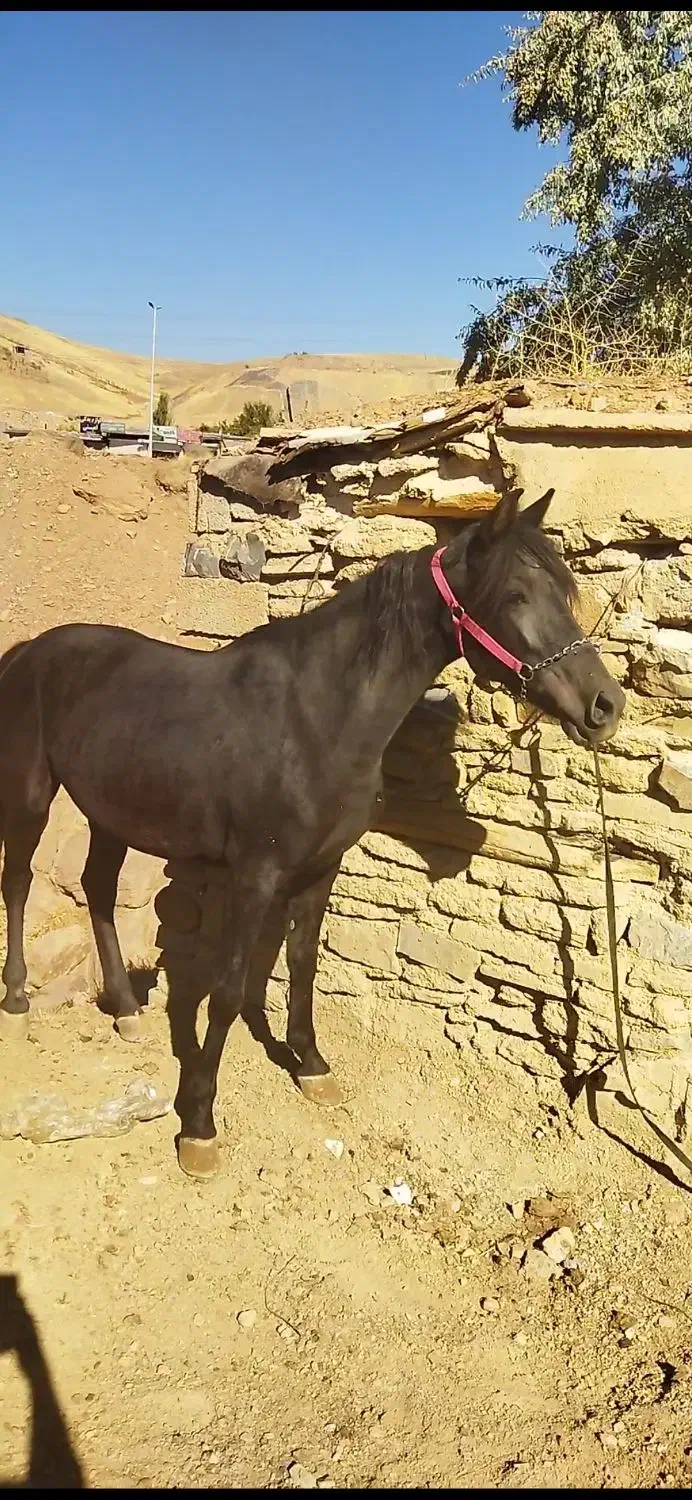 مادیان کرد شجره دار|اسب و تجهیزات اسب‌سواری|سنندج, |دیوار