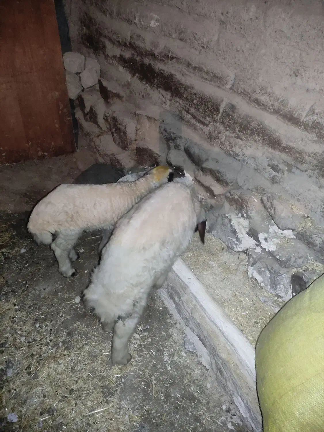 گوسفندوبره|حیوانات مزرعه|کرمانشاه, |دیوار