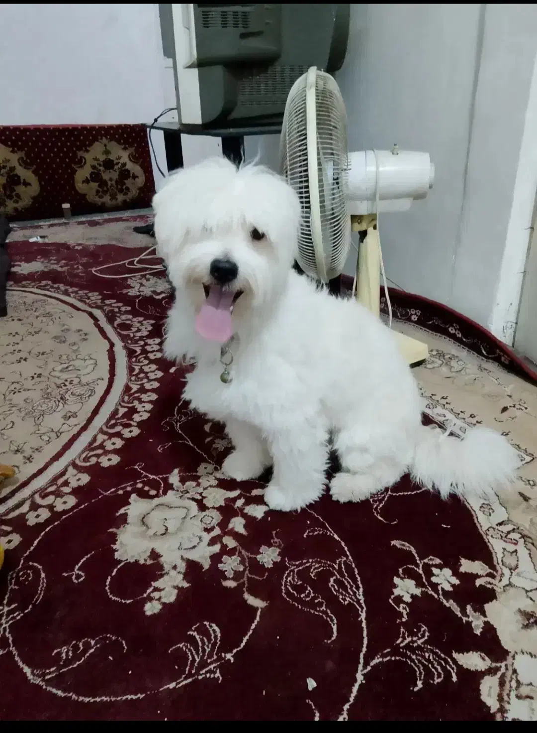 سگ کوچک آپارتمانی فی ۲|سگ|کرج, برغان|دیوار