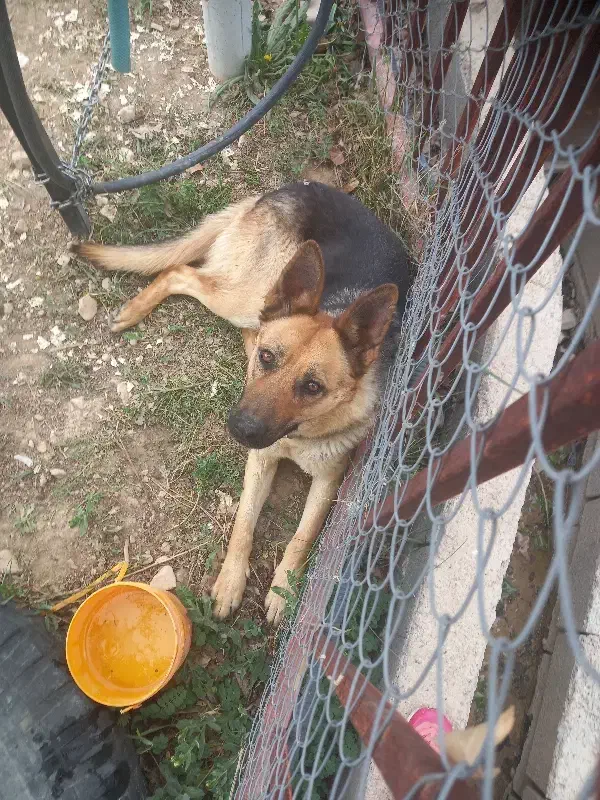 سگ ژرمن عالی برای نگهبانی|سگ|فیروزکوه, |دیوار