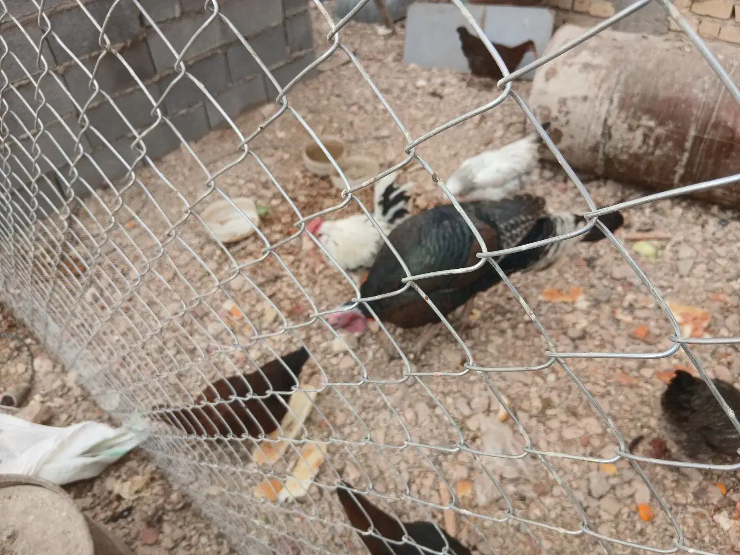 فروش بوقلمون و جوجه خروس محلی|حیوانات مزرعه|زرقان, |دیوار