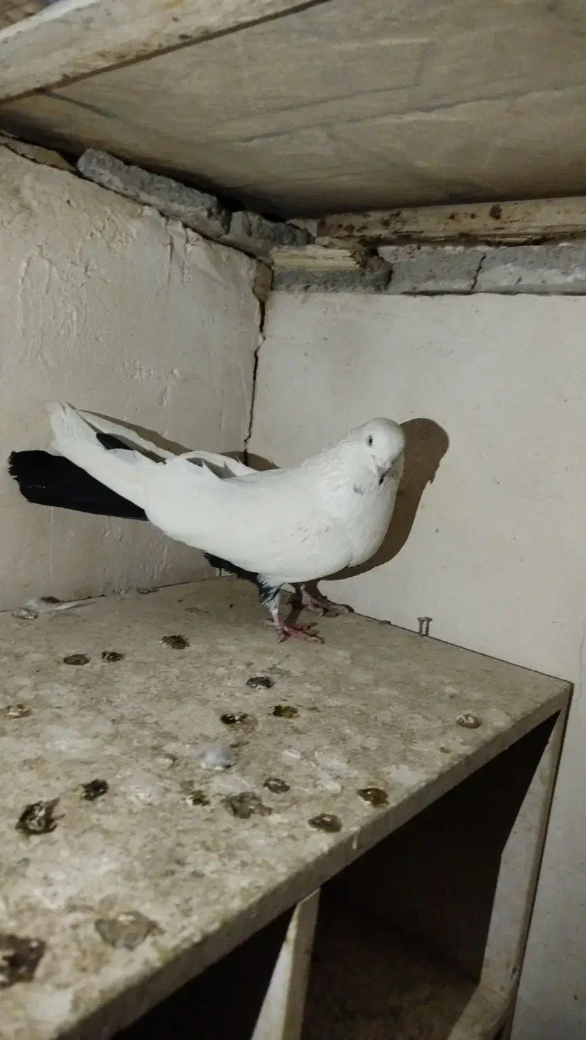 کبوتر دمبی|پرنده|سنندج, |دیوار