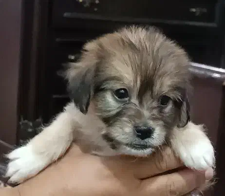 توله شیتزو پیکینیز میکس|سگ|جیرفت, |دیوار