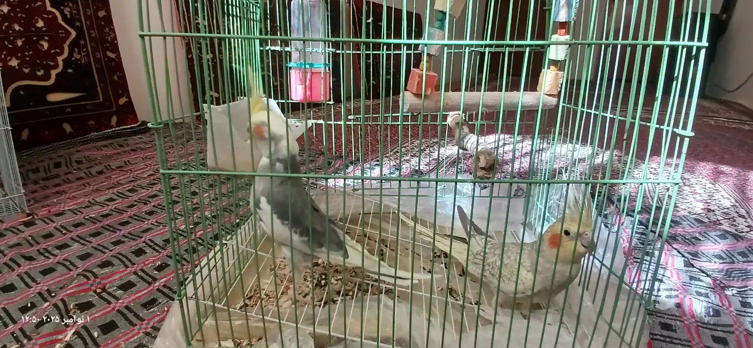 عروس هلندی از نژاد خاص|پرنده|قروه, |دیوار