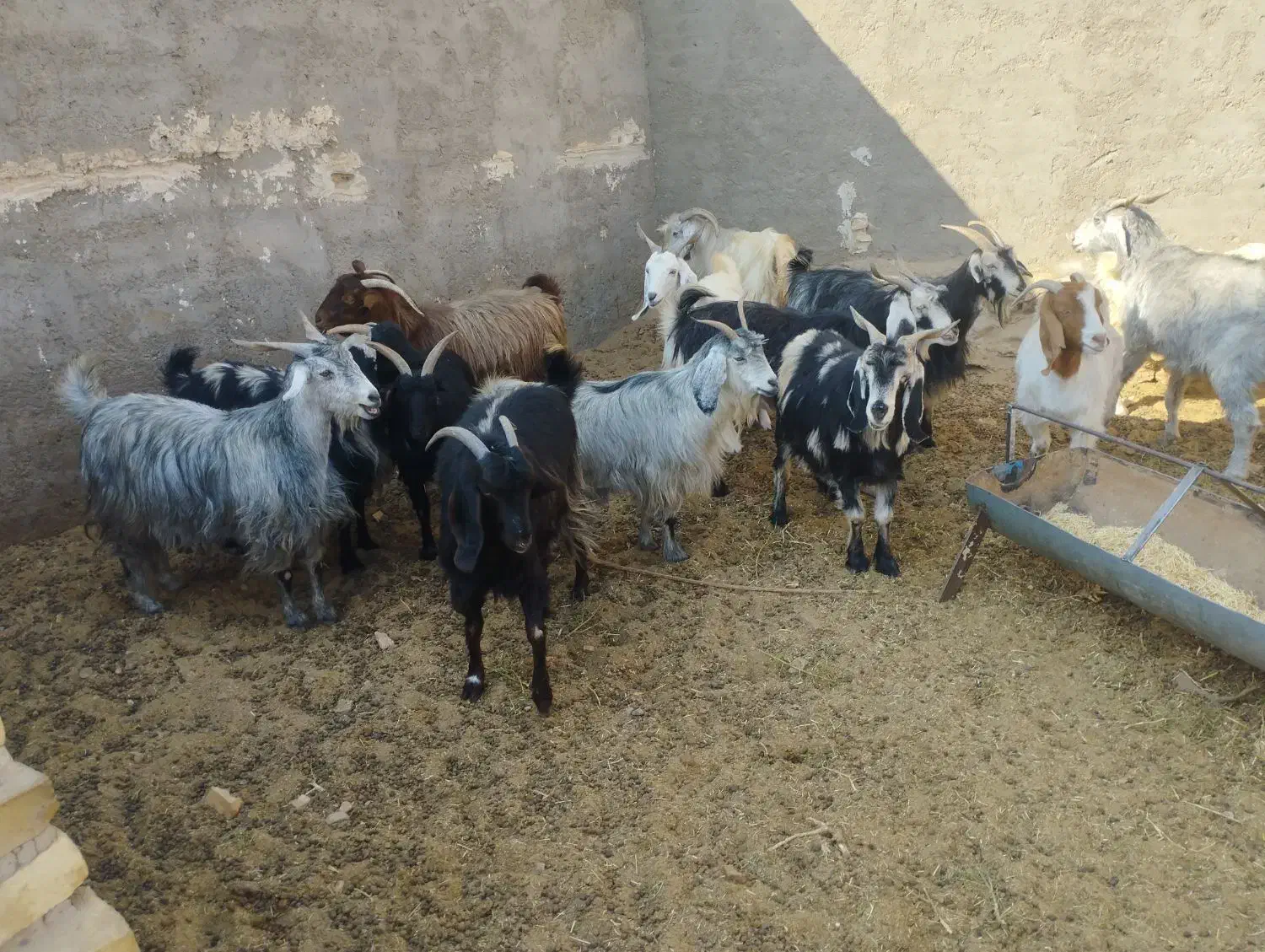 17راس بزفروشی|حیوانات مزرعه|بافق, |دیوار