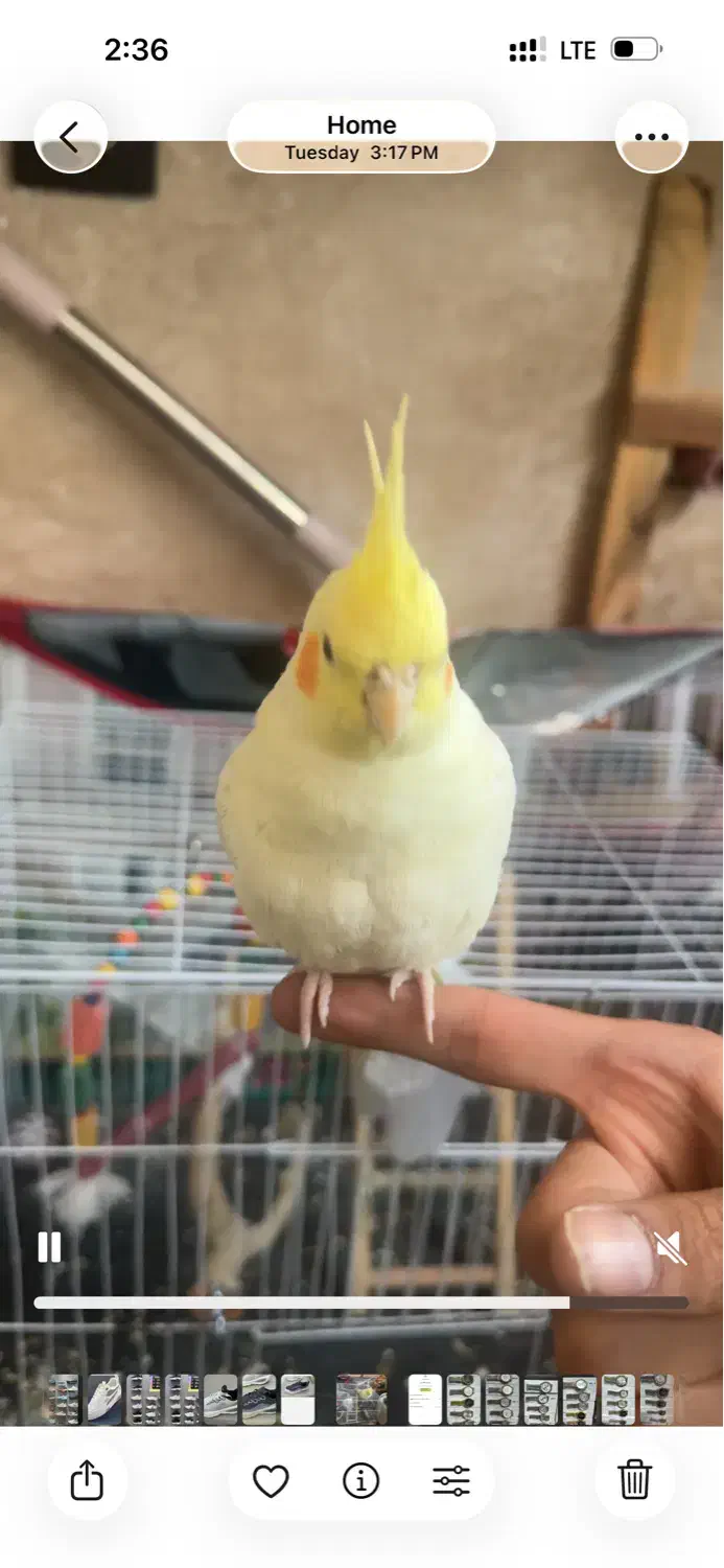 گم شده مژدگانی ۲ تومن|حیوانات|نیشابور, گنبد سبز|دیوار