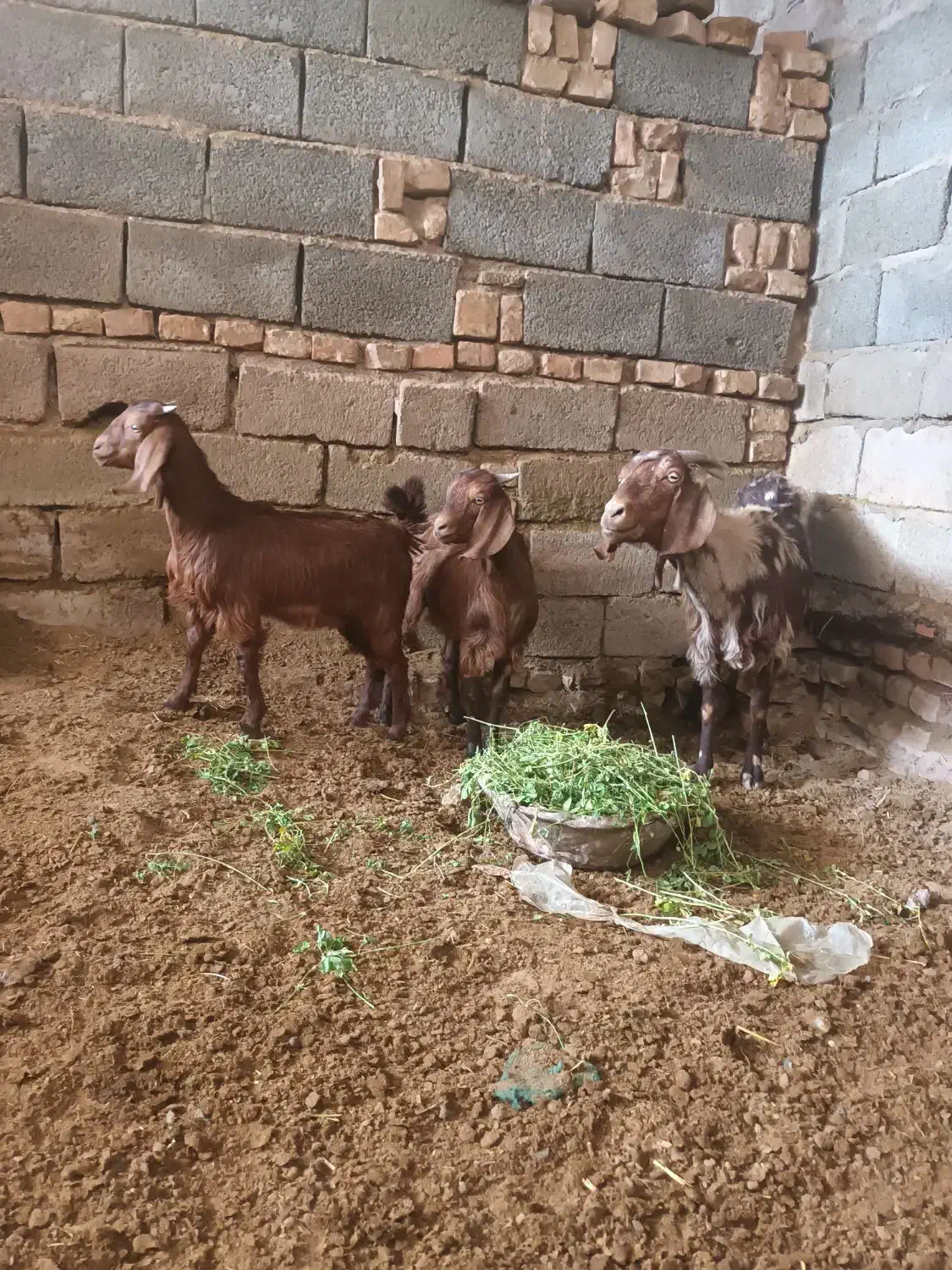 بز و کره (بردسیر)|حیوانات مزرعه|بردسیر, |دیوار