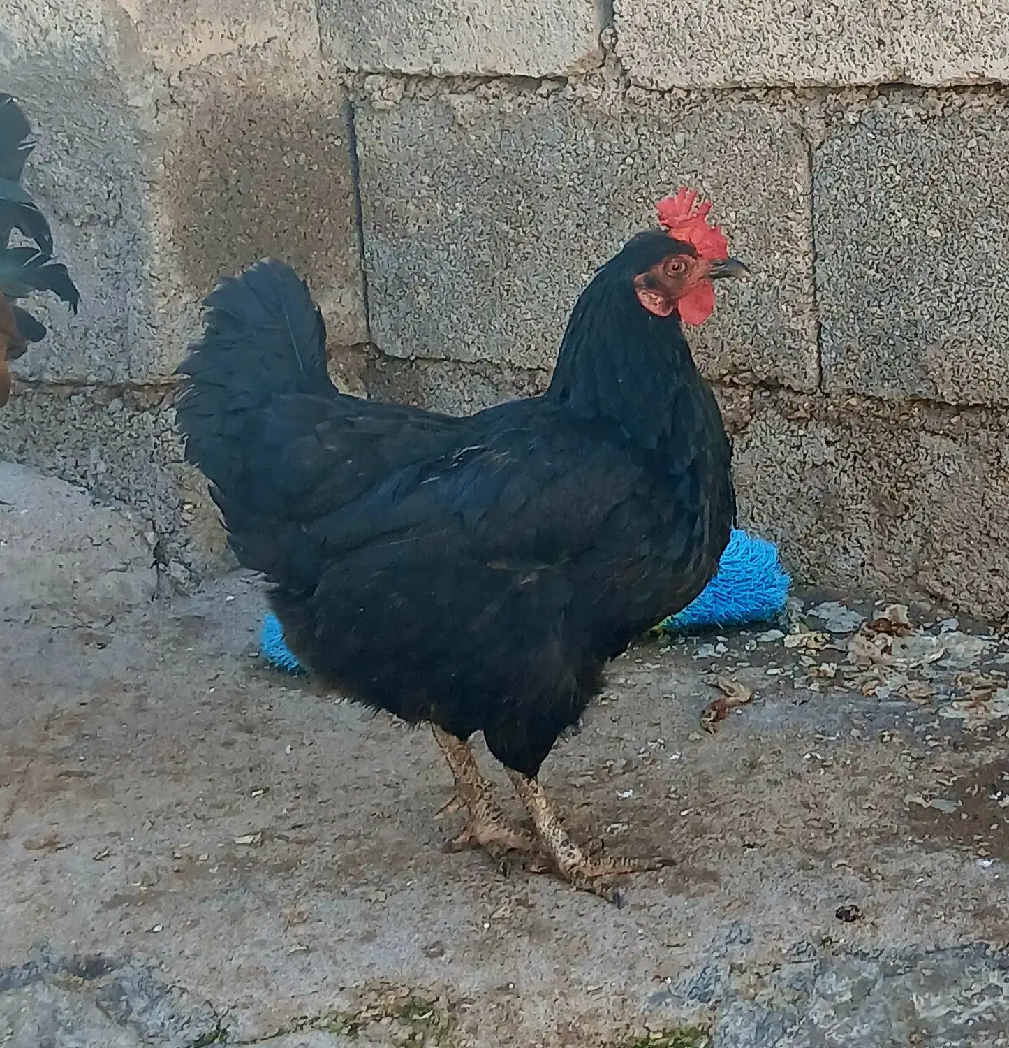 فروش مرغ|حیوانات مزرعه|گتوند, |دیوار