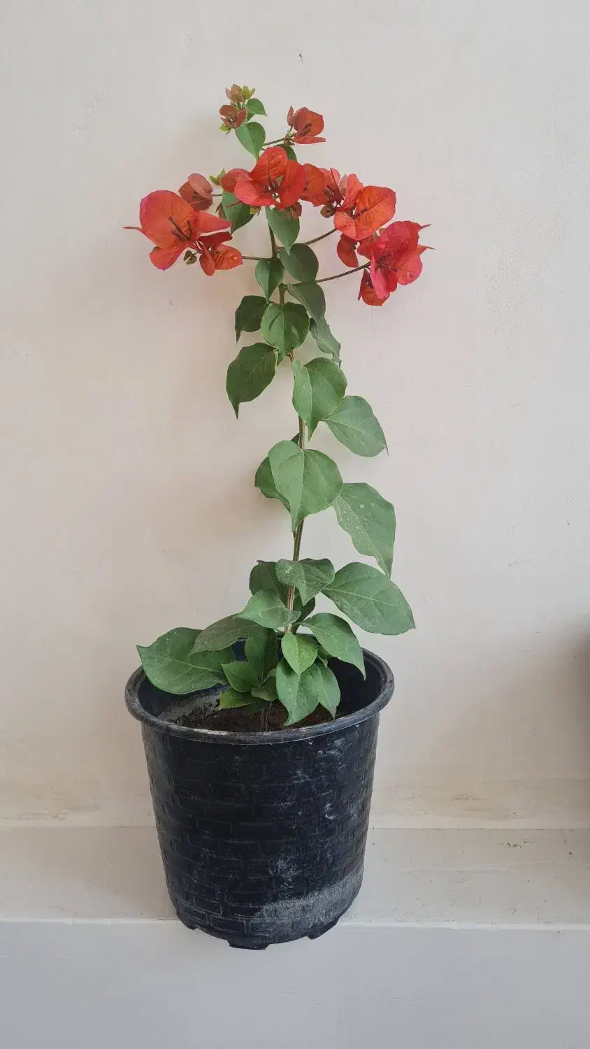 گل اپارتمانی|گل و گیاه طبیعی|مراغه, |دیوار