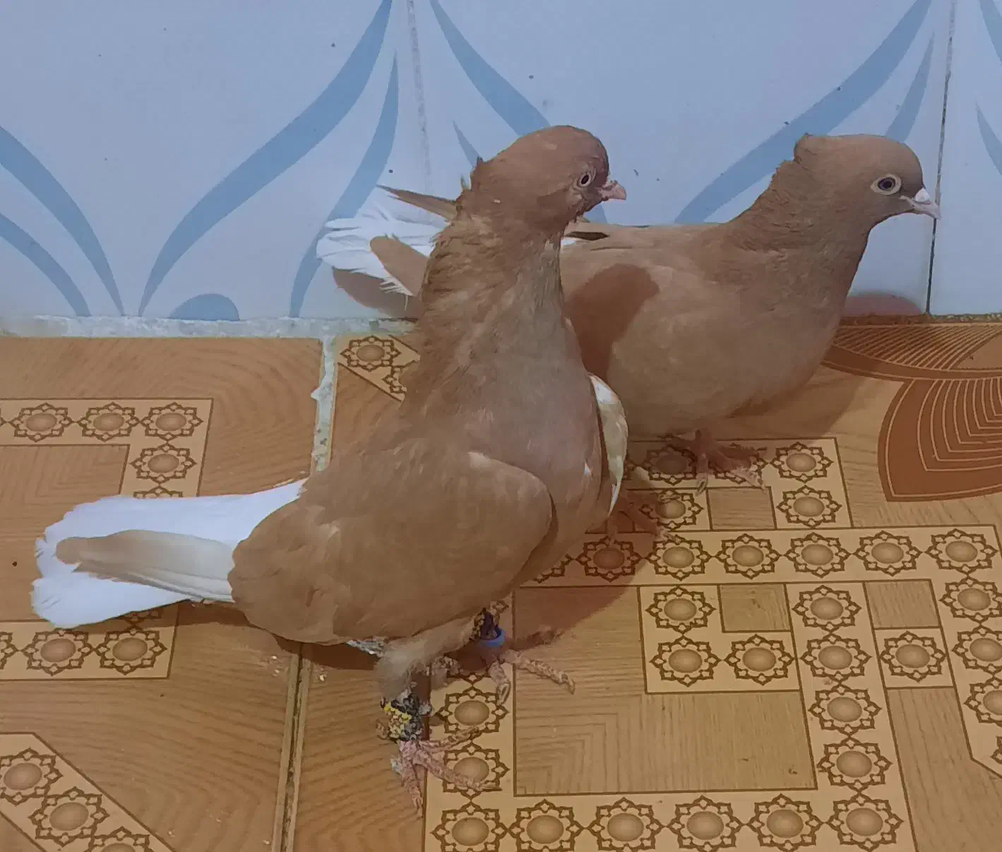 نروماده اشعل زرد ویه ماده قهوی دم سفید|پرنده|خرمشهر, |دیوار