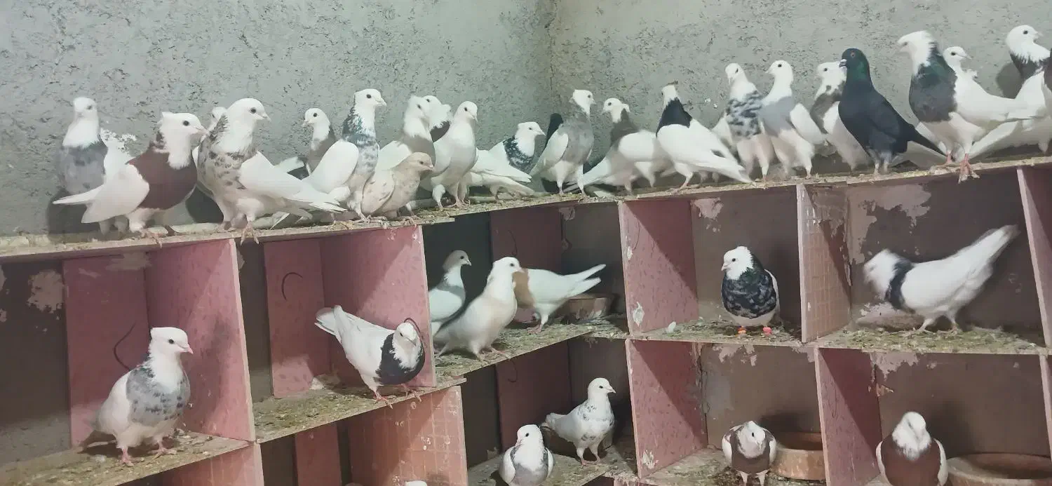 طوقی.یک جا|پرنده|لالجین, |دیوار