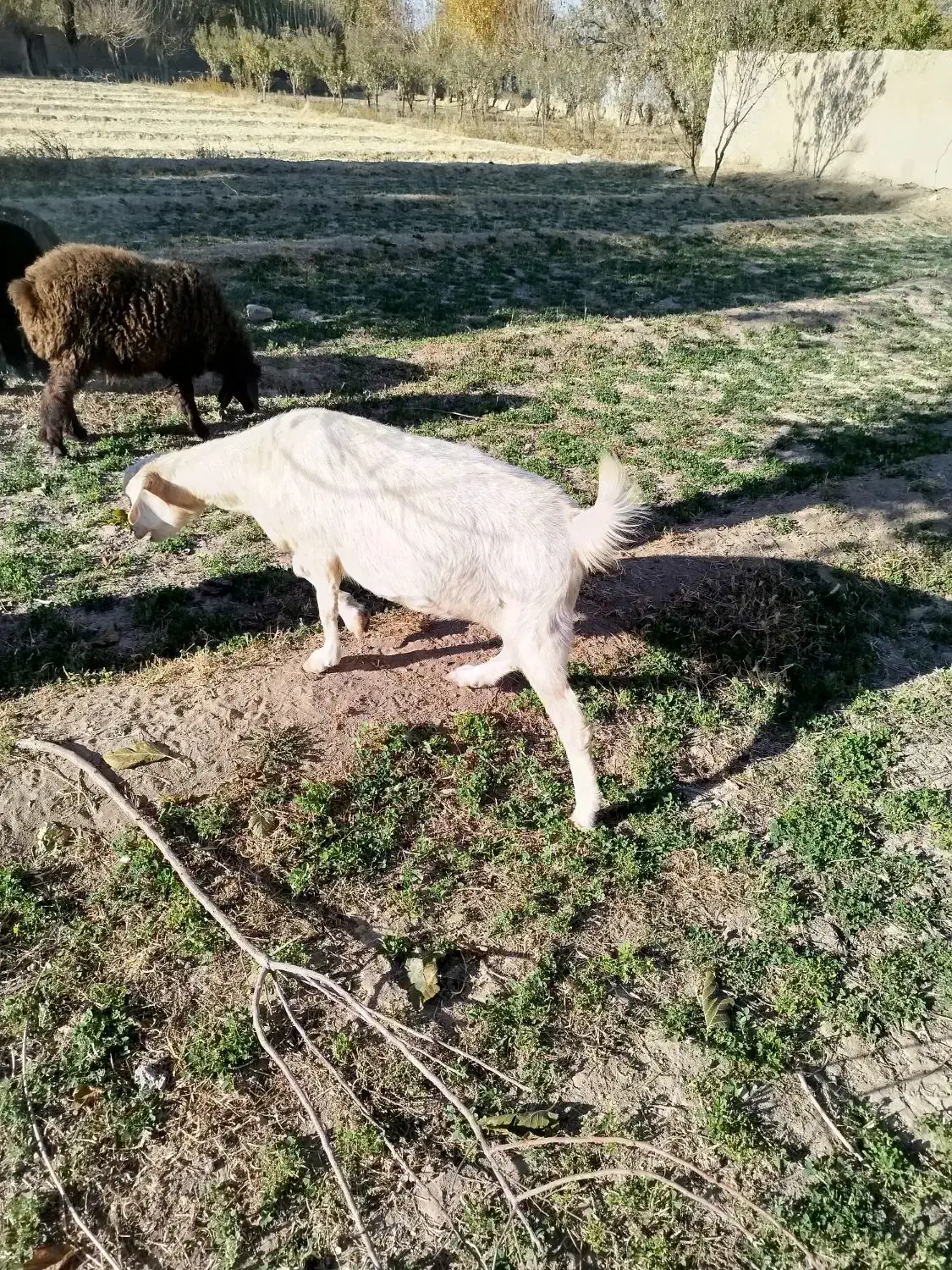 بز دورگ|حیوانات مزرعه|مهریز, |دیوار