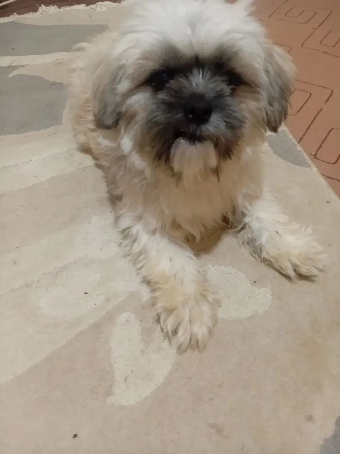 سگ اصیل|سگ|بندر انزلی, بی بی حوریه|دیوار