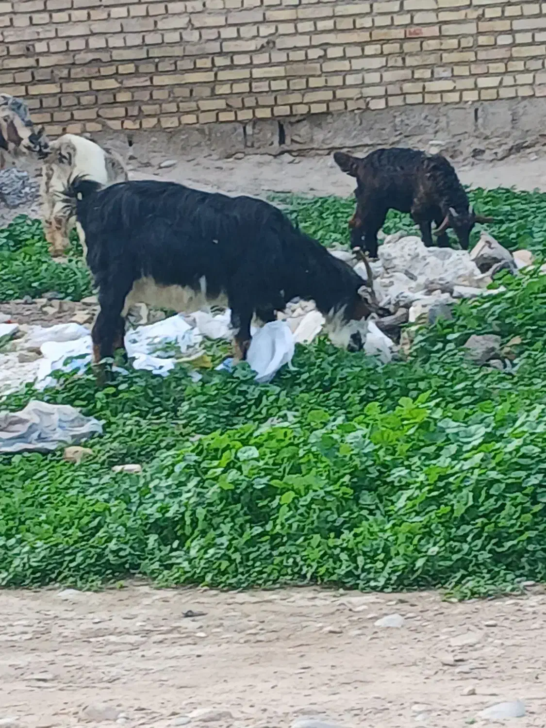 بز،بیگ،تیشتر|حیوانات مزرعه|دزفول, |دیوار