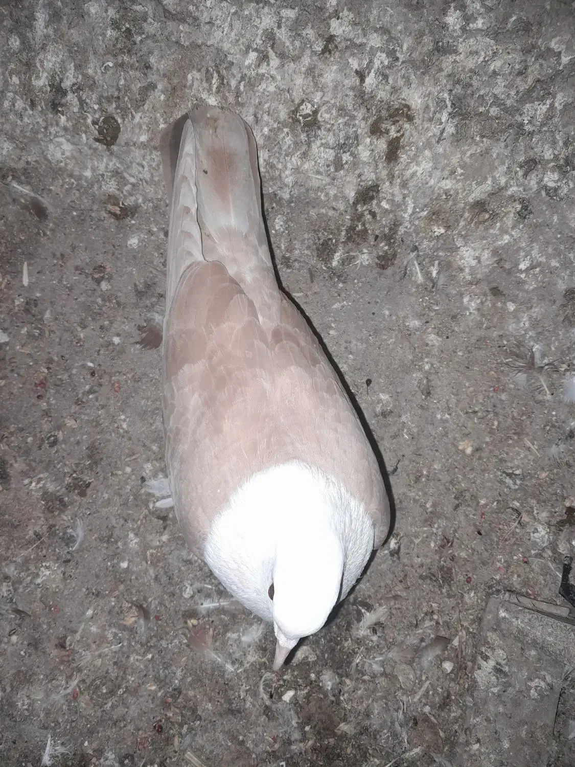 کبوتر رنگی|پرنده|گنبد کاووس, |دیوار