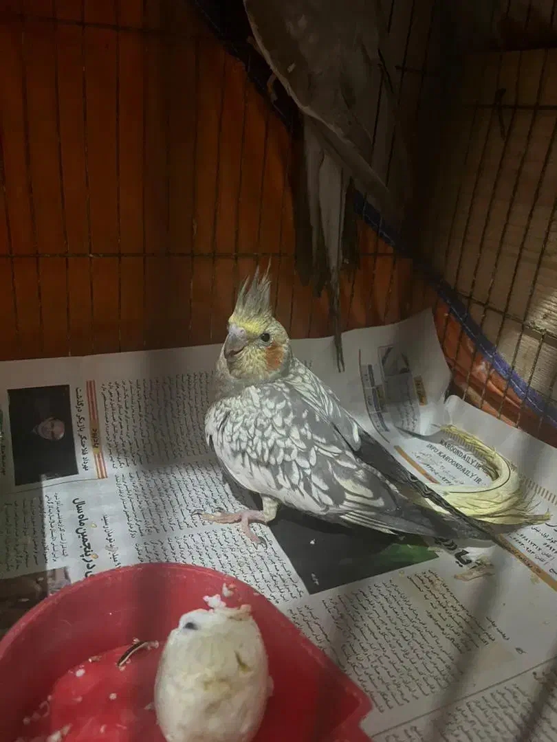 عروس هلندی|پرنده|رشت, ساغری سازان|دیوار