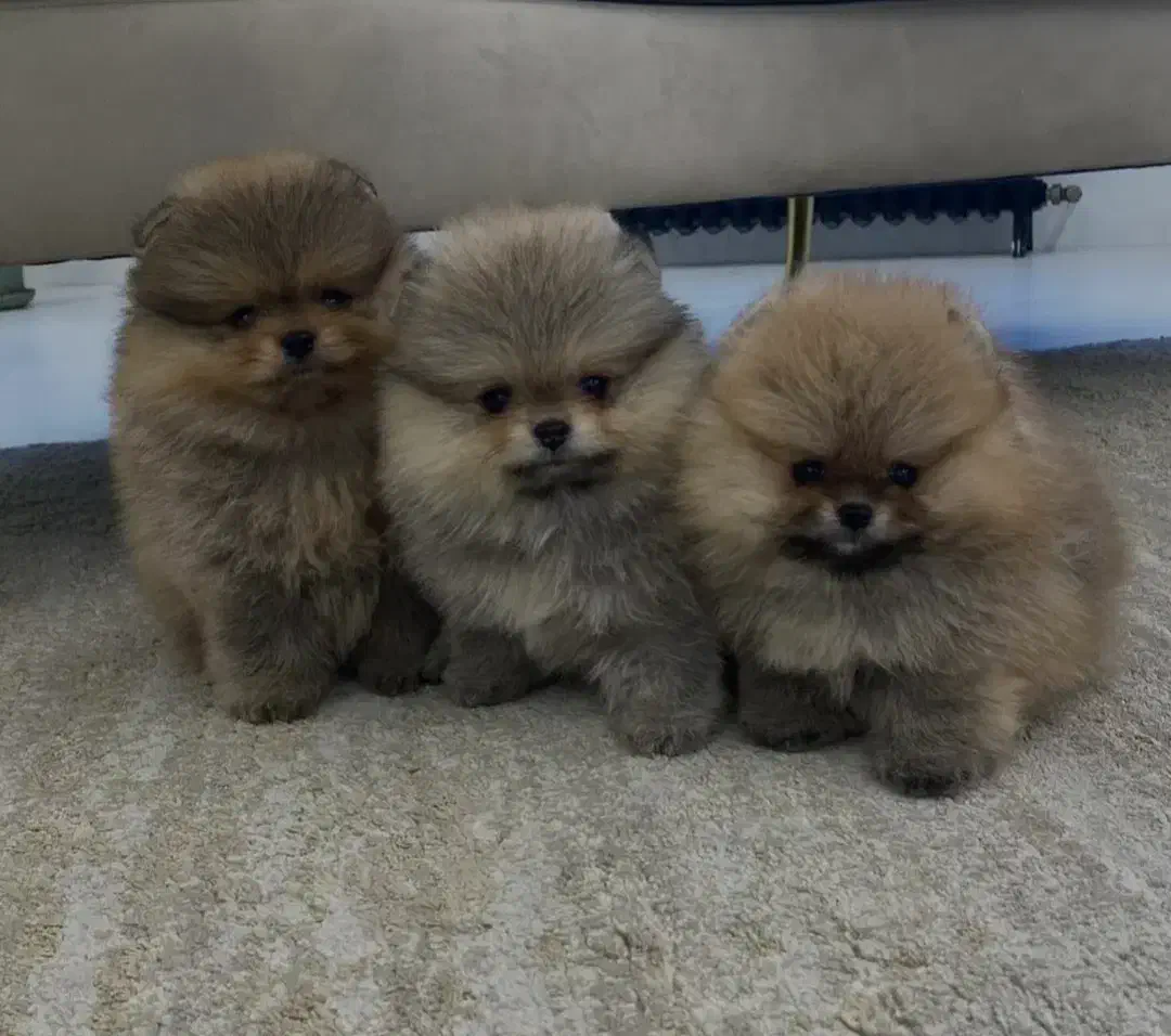 پامر عروسکی|سگ|رباط‌کریم, رباط‌کریم|دیوار