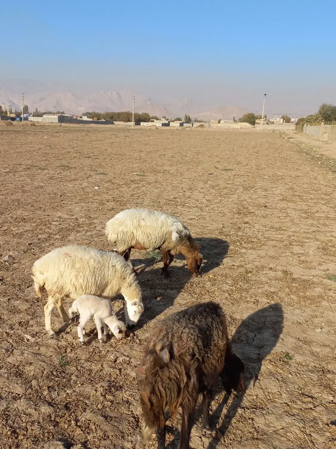 میش با بره جوان.گوسفند.بز|حیوانات مزرعه|کرج, کمال‌شهر|دیوار
