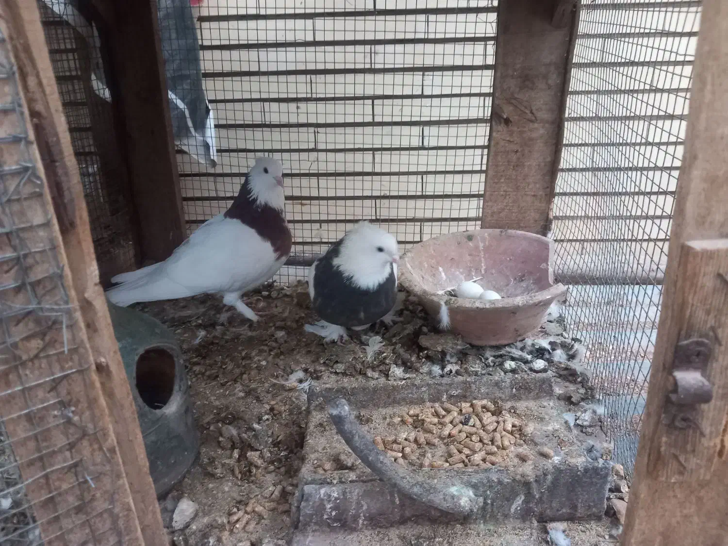 جفت کفتر طوقی|پرنده|زارچ, |دیوار