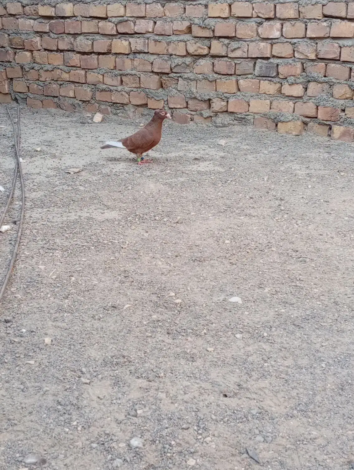 مینا سرخ کاکل ماده|پرنده|هیرمند, |دیوار