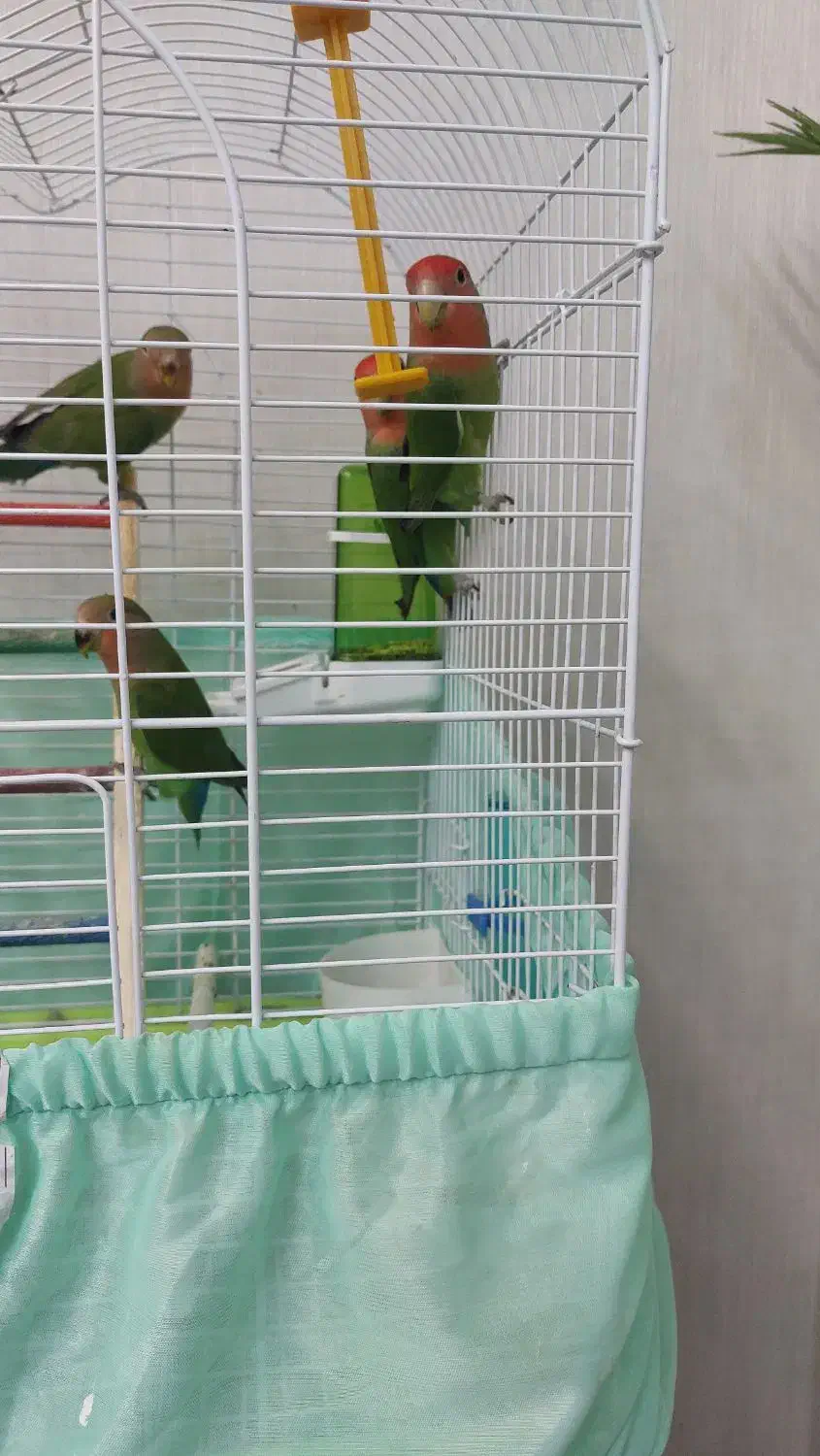 فروش پرنده|پرنده|چاف و چمخاله, |دیوار