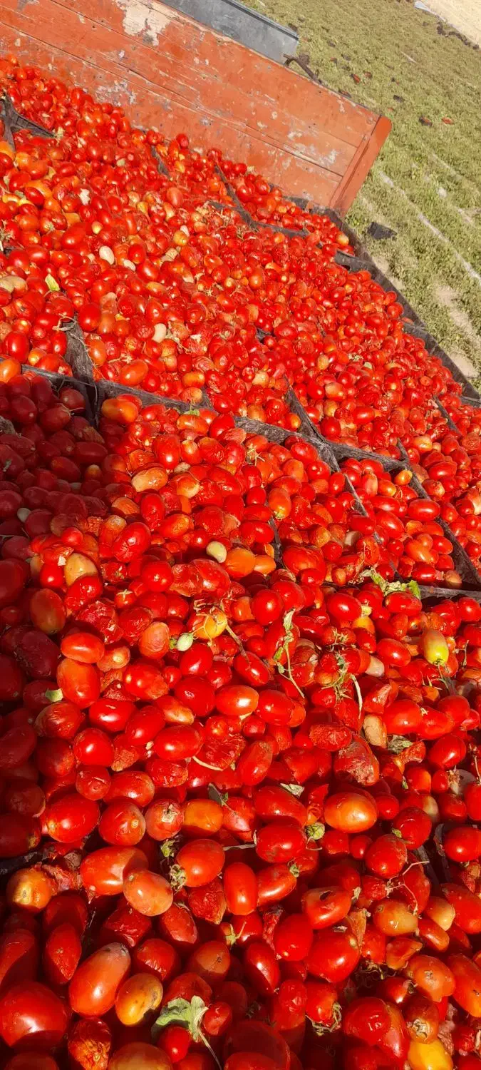 خریدار گوجه فرنگی کارخانهای|خدمات باغبانی و درختکاری|مرودشت, فرهنگ|دیوار