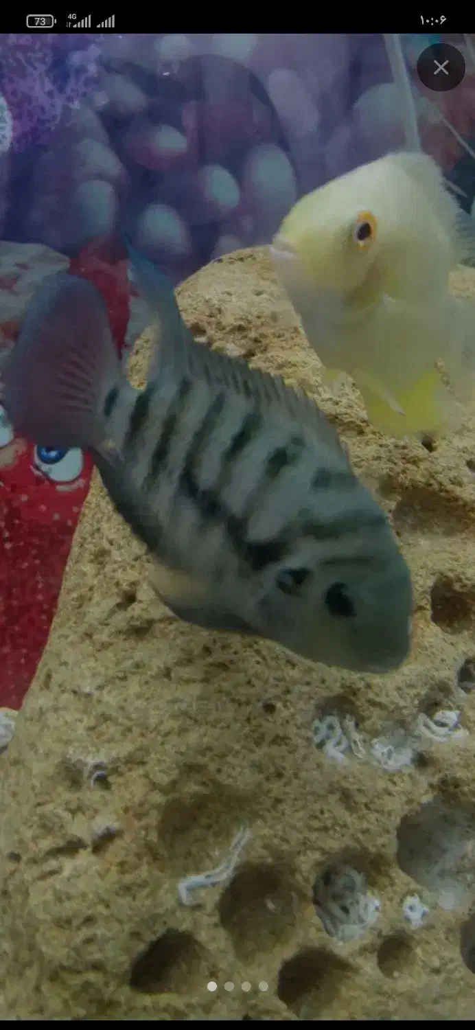 ماهی آکواریومی|ماهی|زابل, |دیوار