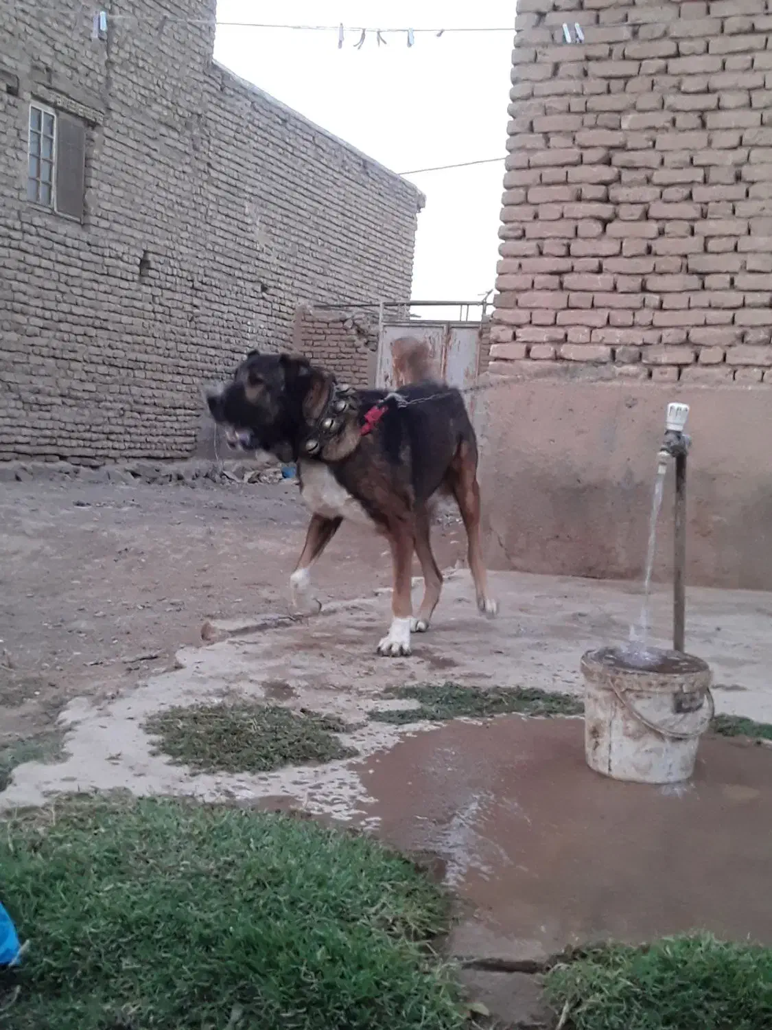 سگ گله|سگ|چناران, |دیوار