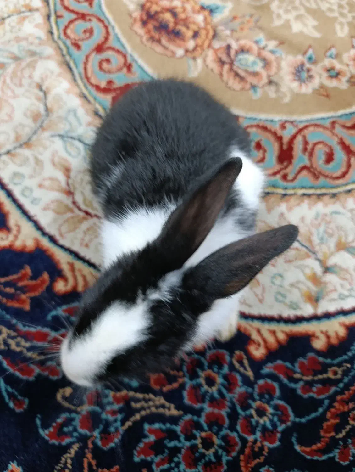 خرگوش یک ماه و نیمه|موش و خرگوش|آستانه اشرفیه, |دیوار