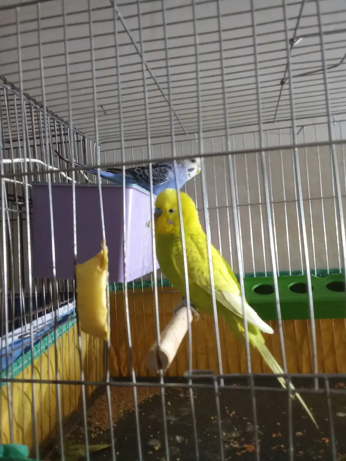 دوجفت مرغ عشق مولد معاوضه بافنچ|پرنده|یزد, |دیوار