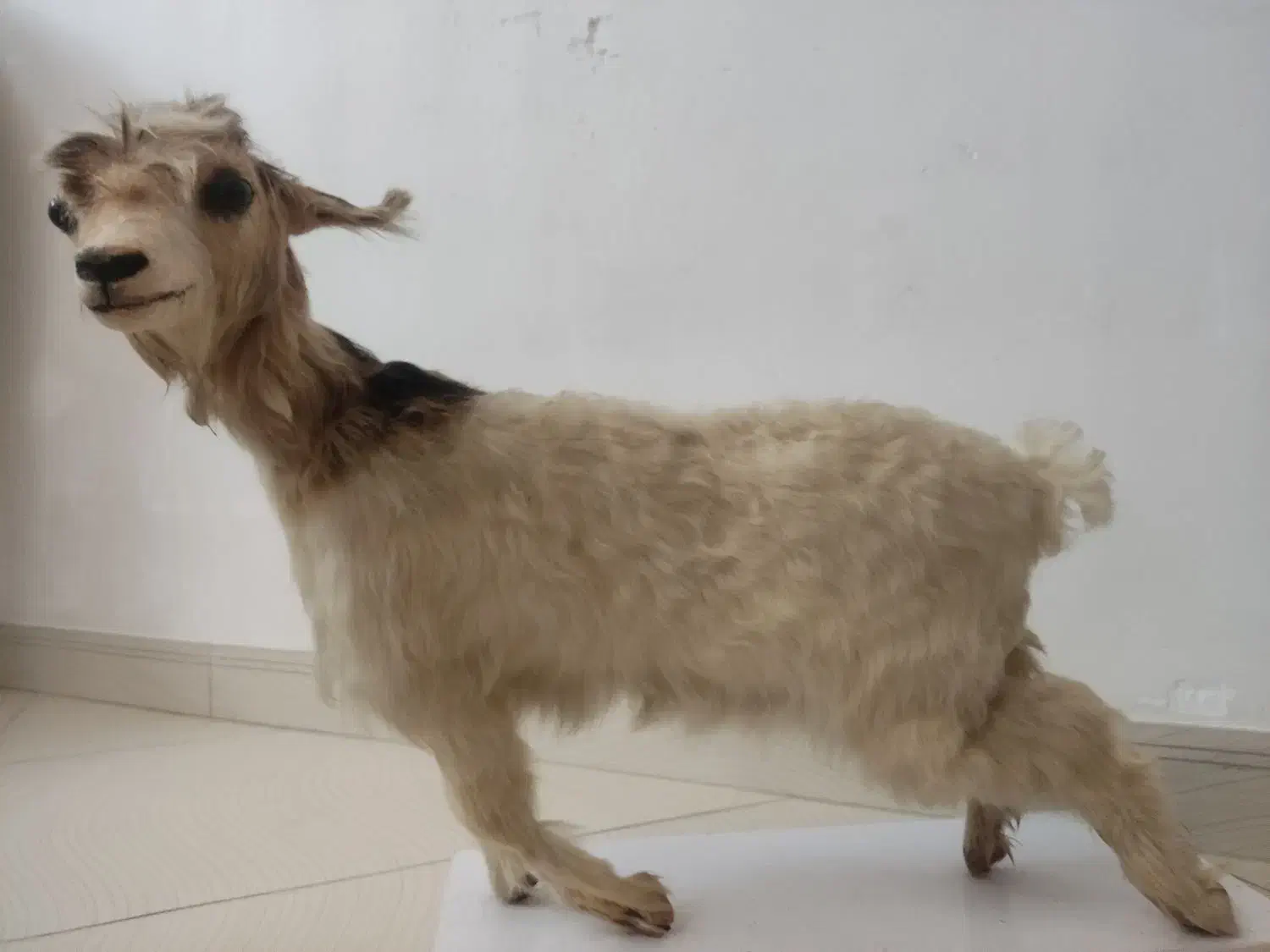 بره|مجسمه، تندیس، ماکت|هشتگرد, شهرک ولیعصر (مصلی)|دیوار