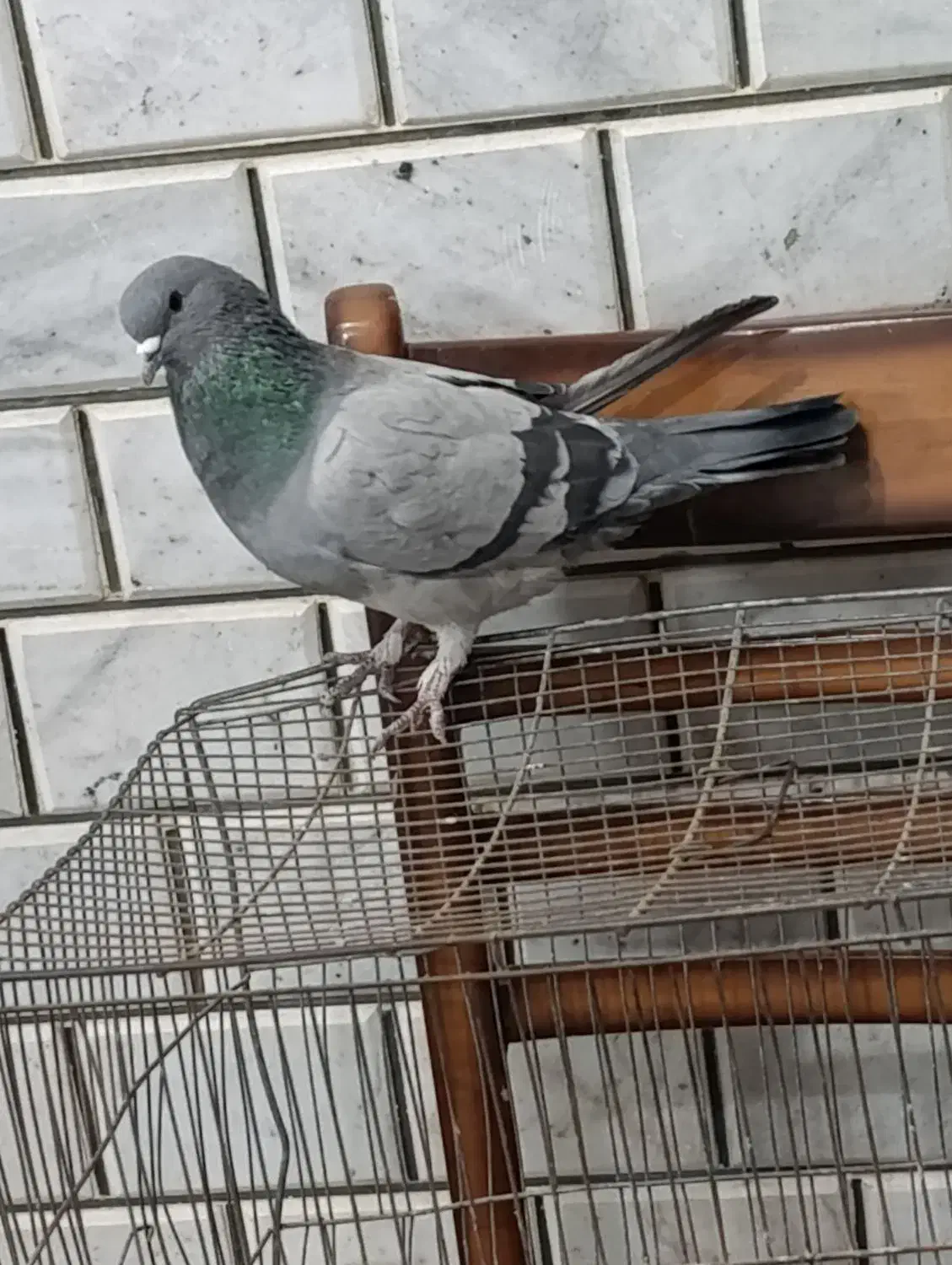 پرنده،کبوتر|پرنده|خمینی‌شهر, |دیوار