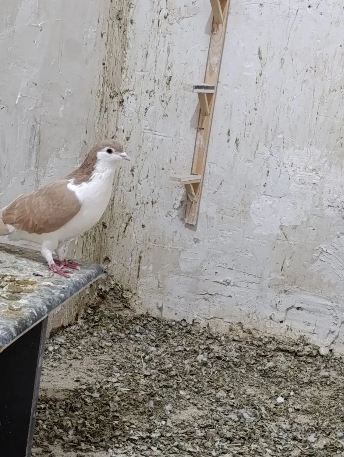 کفتر راست زرد|پرنده|قائن, |دیوار