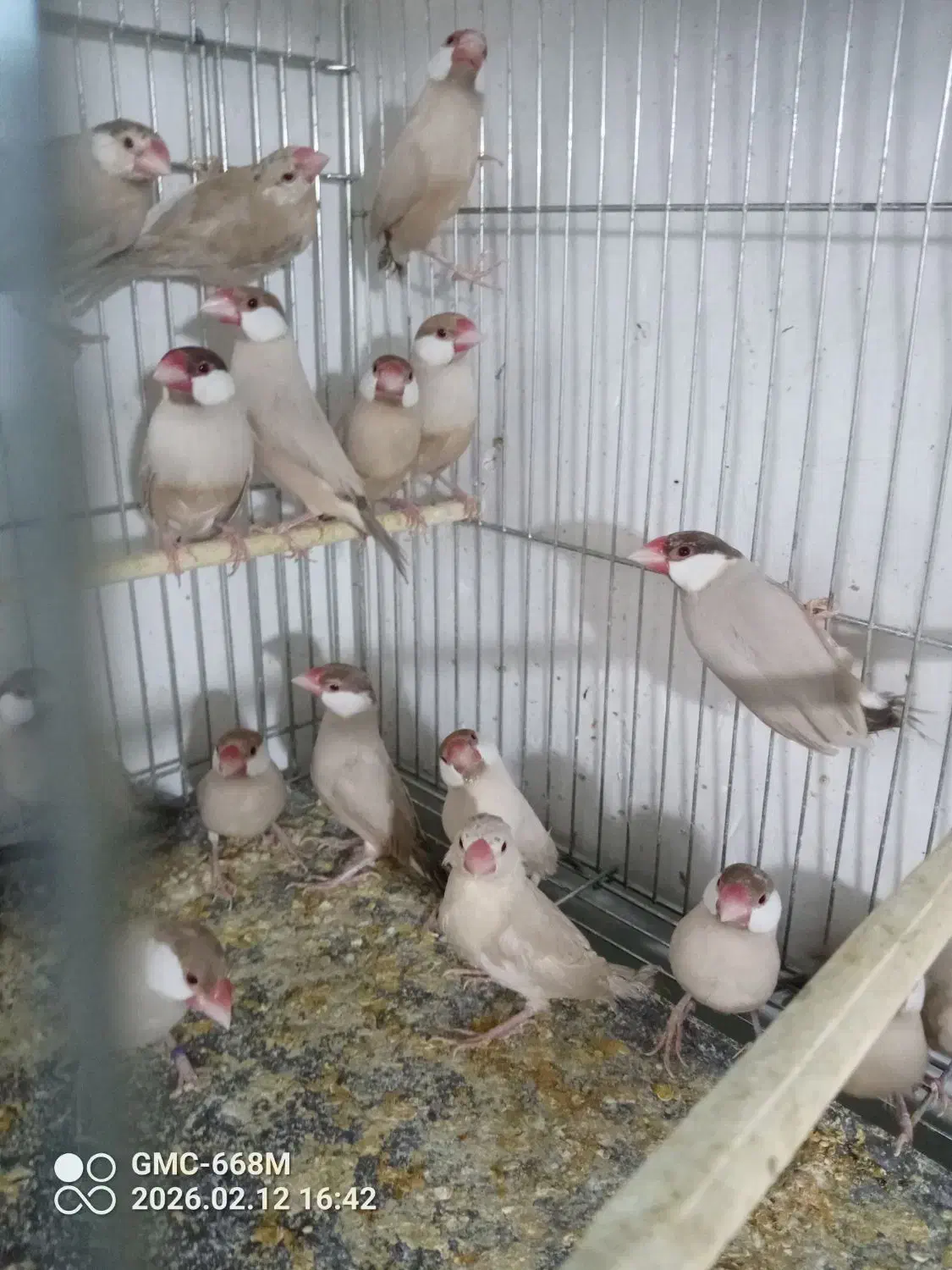 فنچ نرگسی|پرنده|ارومیه, |دیوار