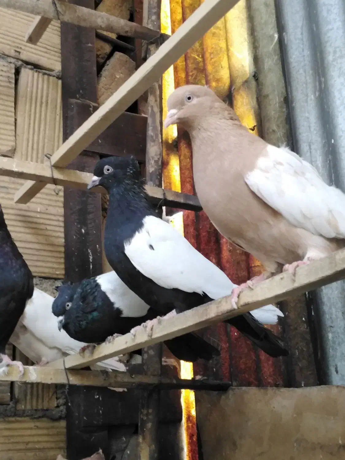 کبوتر رنگی|پرنده|بیستون, |دیوار