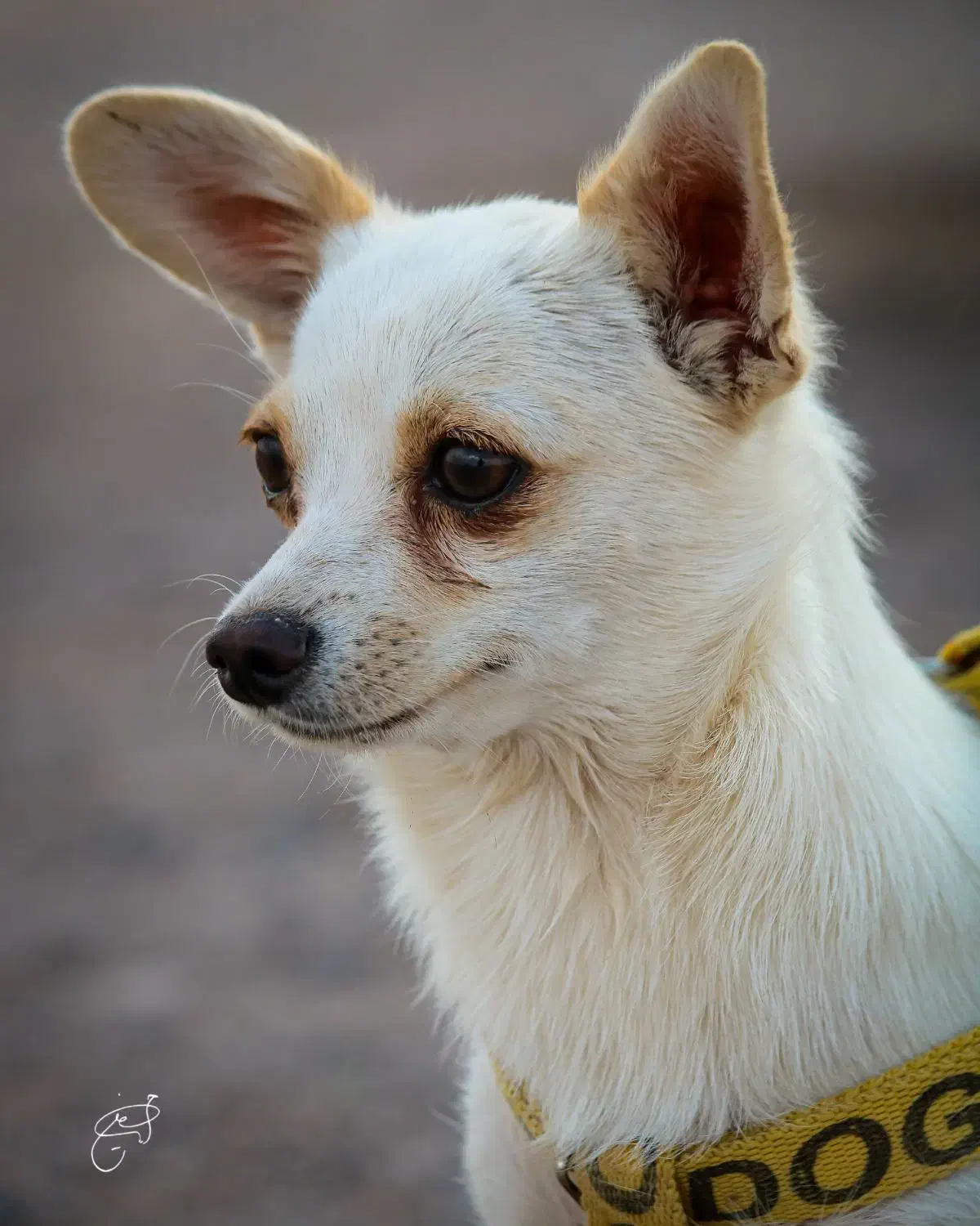 سگ،توله|سگ|رفسنجان, |دیوار